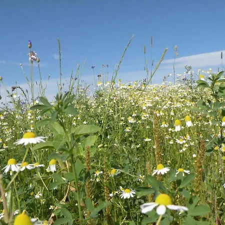 別荘 Cozy In Lesterny Near ナソーニュ