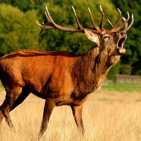 Cozy In Lesterny Near *