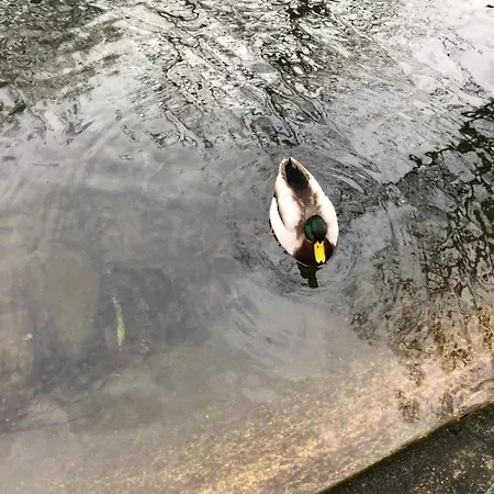 Cozy In Lesterny Near